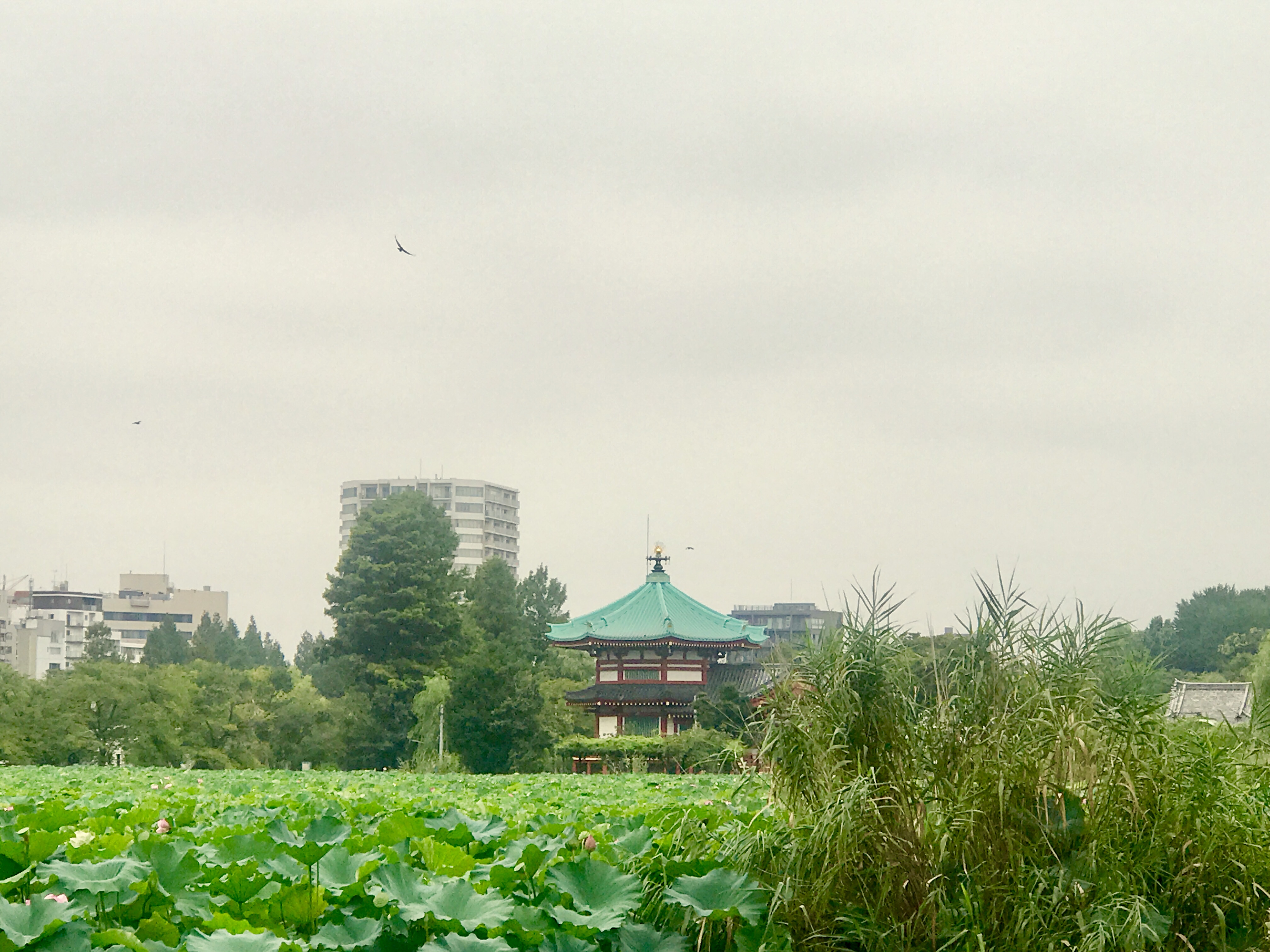 Image of Ueno Onshi Park